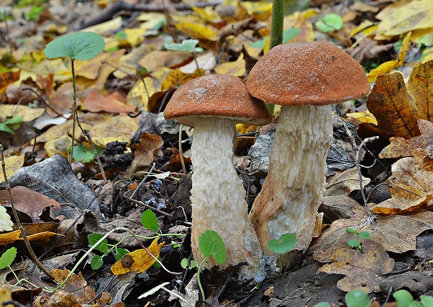 kozák osikový Leccinum albostipitatum den Bakker & Noordel.