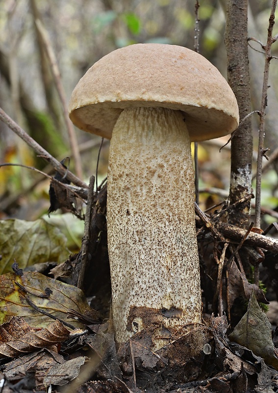 kozák topoľový Leccinum duriusculum (Schulzer ex Kalchbr.) Singer