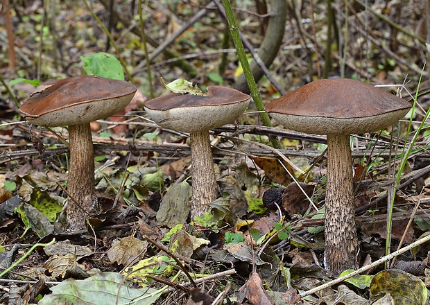 kozák brezový Leccinum scabrum (Bull.) Gray