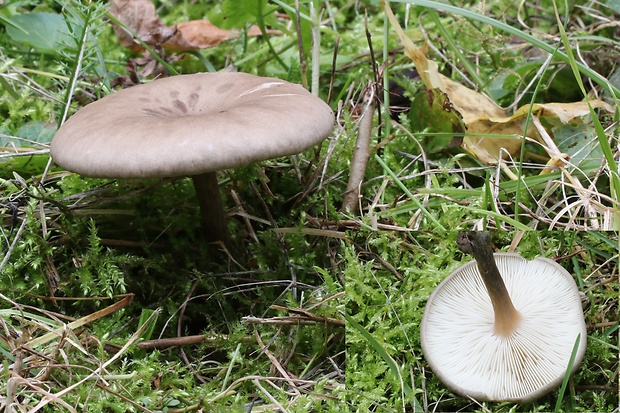 tmavuľka Melanoleuca sp.