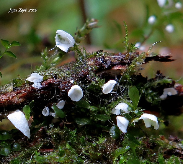 uškovka machová Rimbachia bryophila (Pers.) Redhead