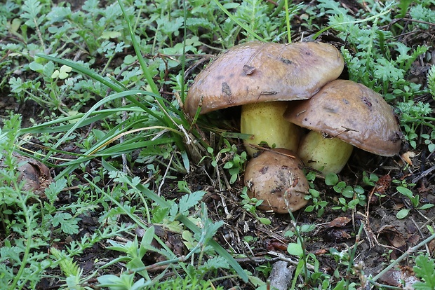 masliak kopcový Suillus collinitus (Fr.) Kuntze