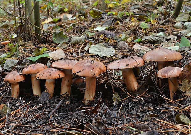 čírovka prstencová Tricholoma batschii Gulden