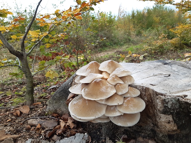 neidentifikovaná huba