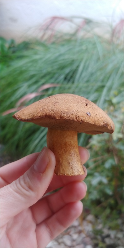 masliak strakatý Suillus variegatus (Sw.) Kuntze