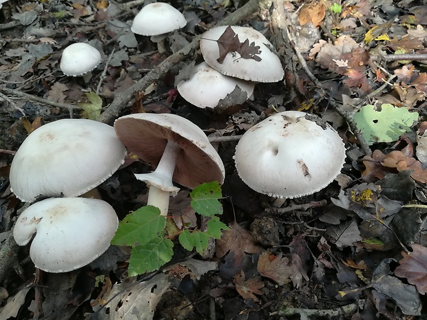 pečiarka Agaricus sp.