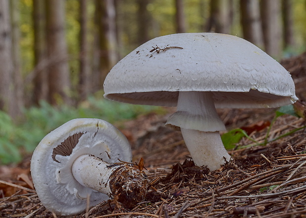 pečiarka Agaricus sp.