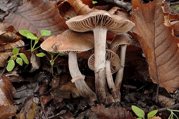 poľnička vráskavá Agrocybe erebia (Fr.) Kühner ex Singer