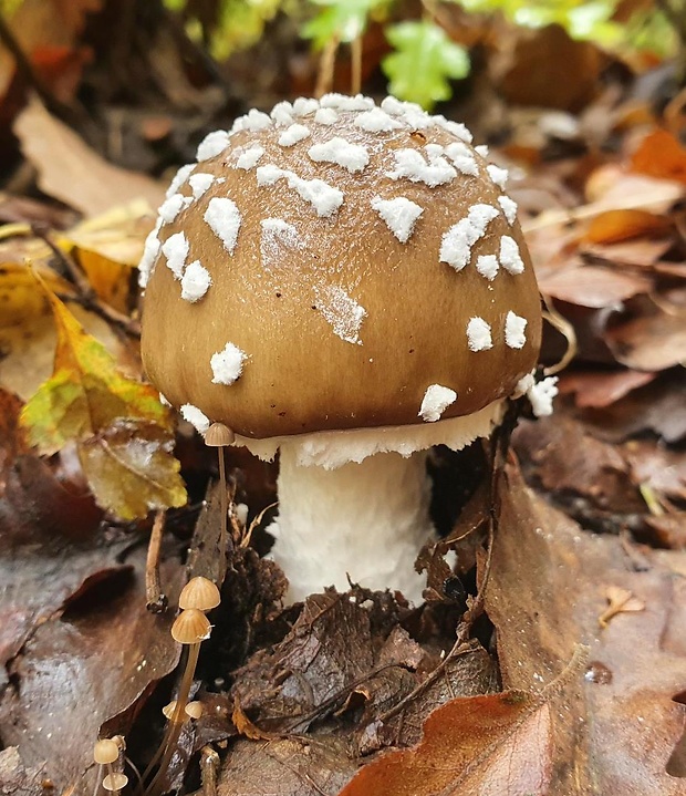 muchotrávka tigrovaná Amanita pantherina (DC.) Krombh.