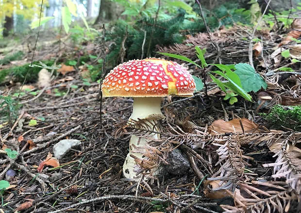 muchotrávka Amanita sp.