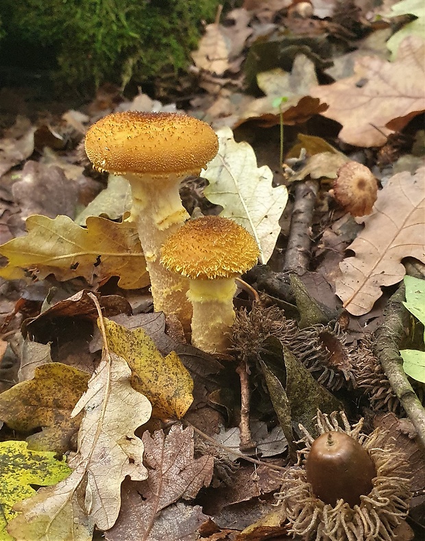 podpňovka žltá Armillaria gallica Marxm. & Romagn.