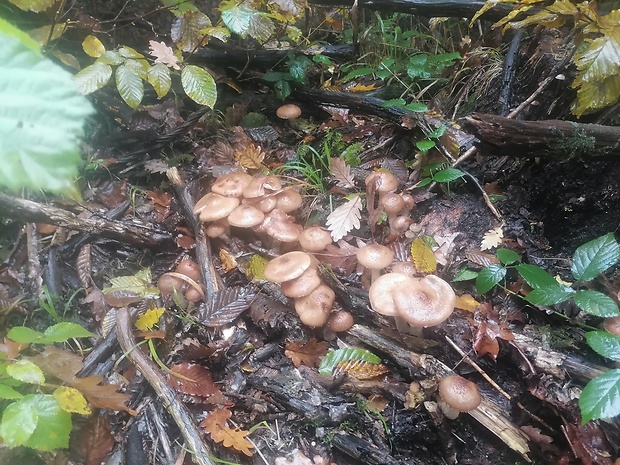 podpňovka Armillaria sp.