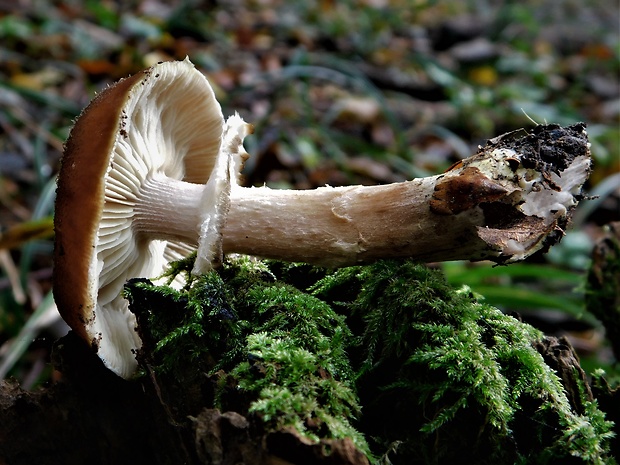 podpňovka Armillaria sp.