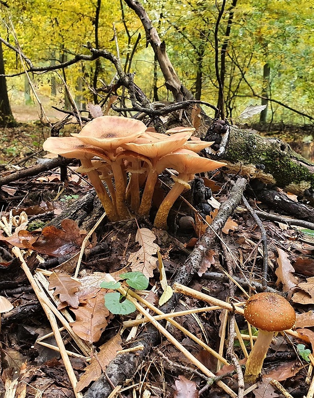 podpňovka žltá Armillaria sp.