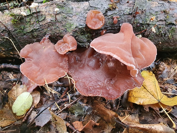 uchovec bazový Auricularia auricula-judae (Bull.) Quél.