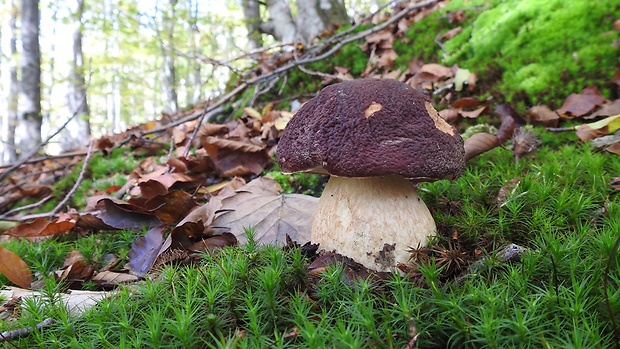 hríb sosnový Boletus pinophilus Pil. et Dermek in Pil.