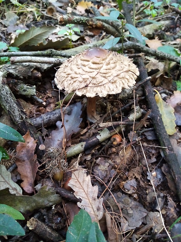 bedľa Olivierova Chlorophyllum olivieri (Barla) Vellinga