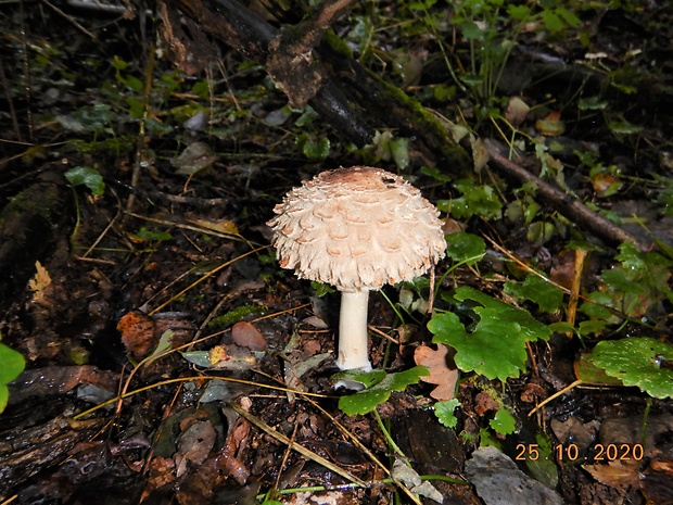 bedľa červenejúca Chlorophyllum rachodes (Vittad.) Vellinga