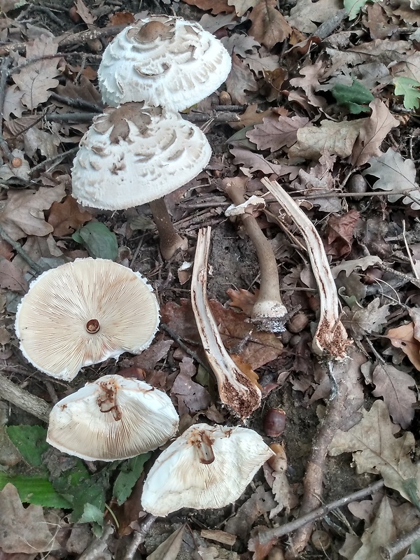 bedľa červenejúca Chlorophyllum rachodes (Vittad.) Vellinga