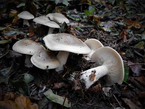 strmuľka inovaťová Clitocybe nebularis (Batsch) P. Kumm.