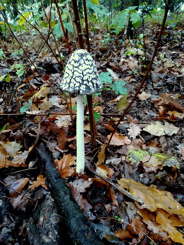 hnojník strakatý Coprinopsis picacea (Bull.) Redhead, Vilgalys & Moncalvo