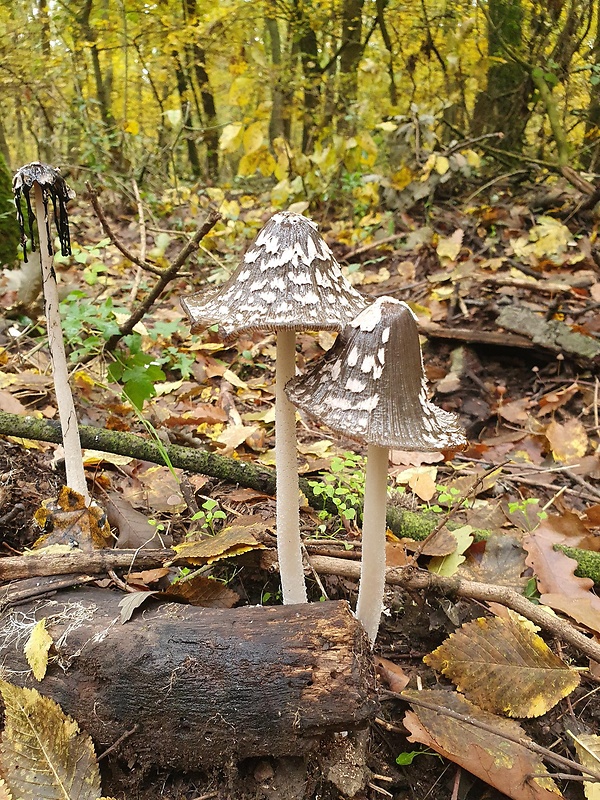 hnojník strakatý Coprinopsis picacea (Bull.) Redhead, Vilgalys & Moncalvo