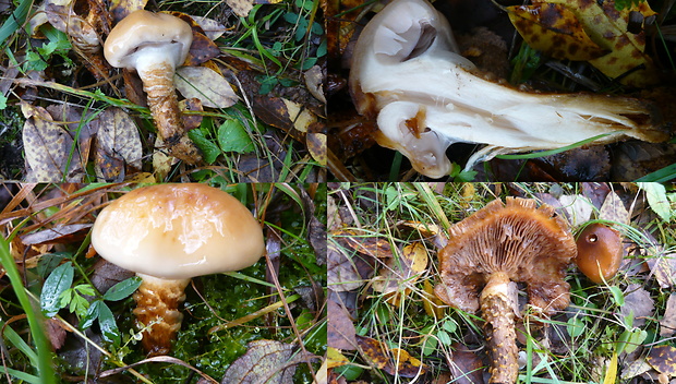 pavučinovec Cortinarius sp.