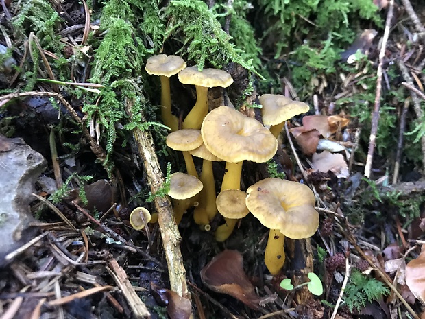 kuriatko lievikovité Craterellus tubaeformis (Fr.) Quél.