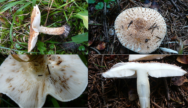 bedlička bodľavá Echinoderma perplexum (Knudsen) Bon