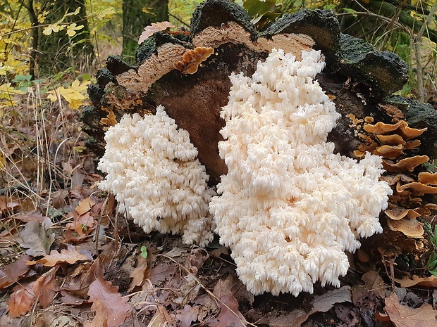 koralovec bukový Hericium coralloides (Scop.) Pers.