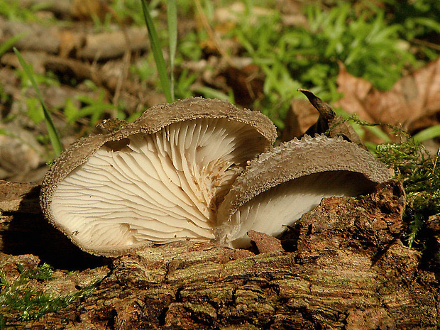 lastúrka plstnatá Hohenbuehelia mastrucata (Fr.) Singer