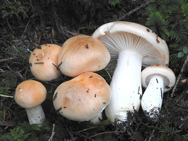 šťavnačka oranžová Hygrophorus abieticola Krieglst. ex Gröger & Bresinsky