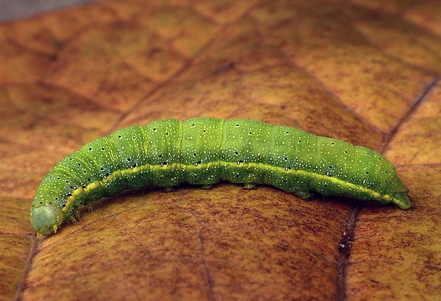 mora kelová (sk) / můra kapustová (cz) Lacanobia oleracea Linnaeus, 1758