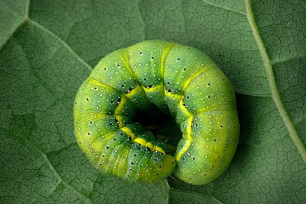 mora kelová (sk) / můra kapustová (cz) Lacanobia oleracea Linnaeus, 1758