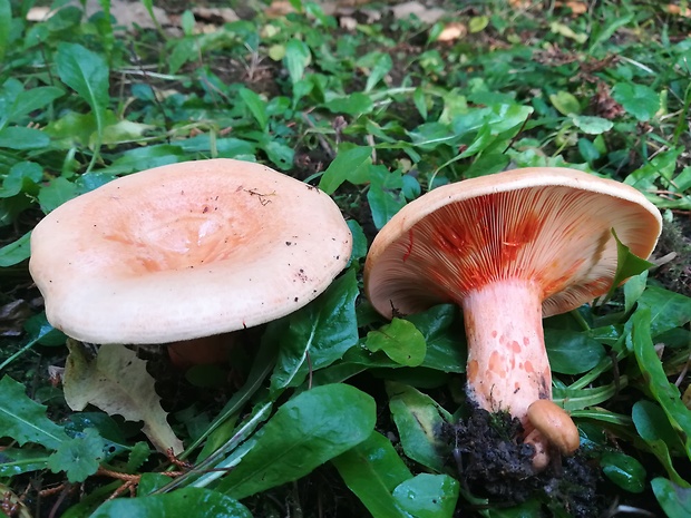 rýdzik jedľový Lactarius salmonicolor R. Heim & Leclair