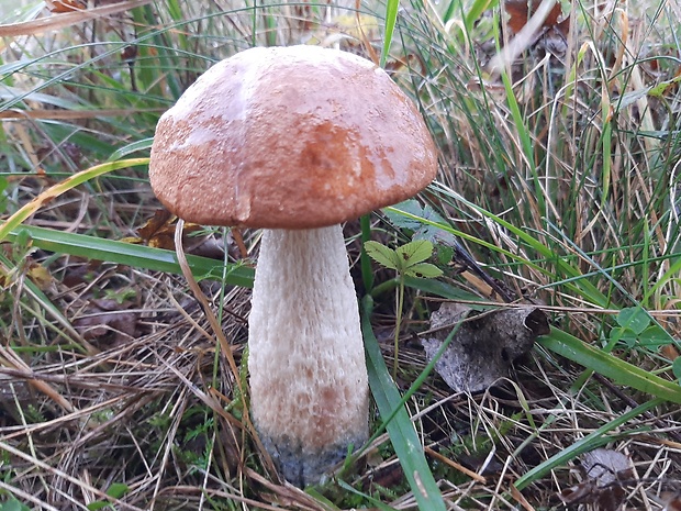 kozák osikový Leccinum albostipitatum den Bakker & Noordel.