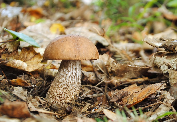 kozák brezový Leccinum scabrum (Bull.) Gray