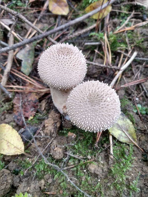 prášnica bradavičnatá Lycoperdon perlatum Pers.