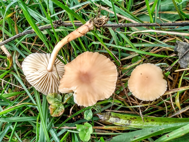 tanečnica poľná Marasmius oreades (Bolton) Fr.