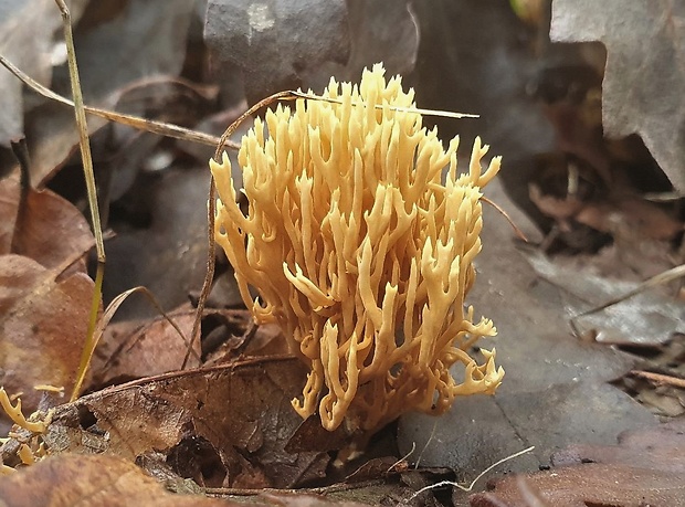 strapačka Phaeoclavulina roellinii (Schild) Giachini