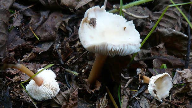 peniazovka maslová Rhodocollybia butyracea (Bull.) Lennox