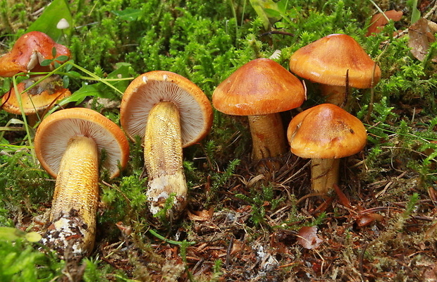 čírovka oranžová Tricholoma aurantium (Schaeff.) Ricken