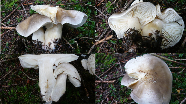 čírovka štipľavá Tricholoma virgatum (Fr.) P. Kumm.