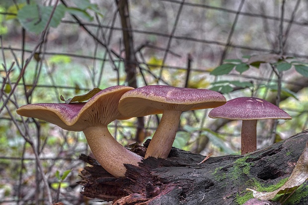 čírovec červenožltý Tricholomopsis rutilans (Schaeff.) Singer