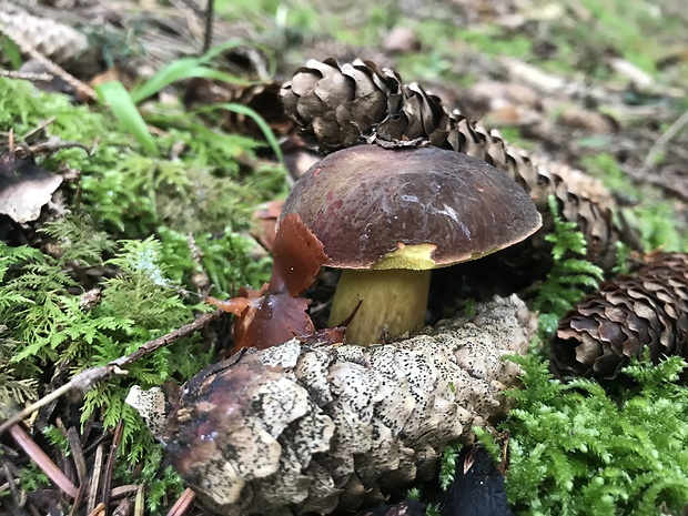 suchohríb žltomäsový Xerocomellus chrysenteron (Bull.) Šutara