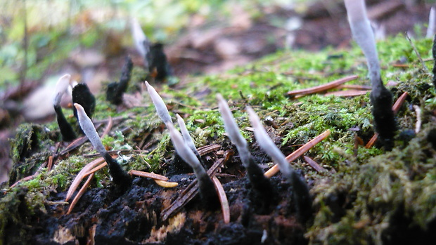 drevnatec parohatý Xylaria hypoxylon (L.) Grev.