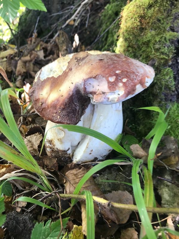 hríb sosnový Boletus pinophilus Pil. et Dermek in Pil.