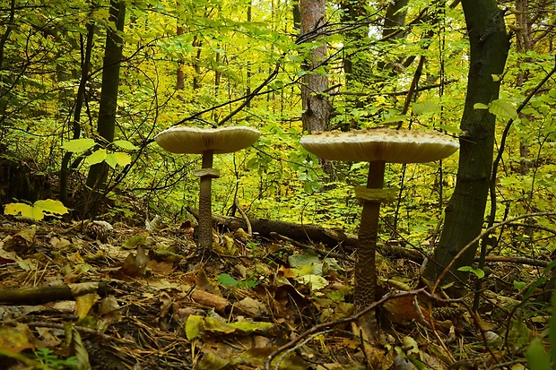 bedľa vysoká Macrolepiota procera (Scop.) Singer