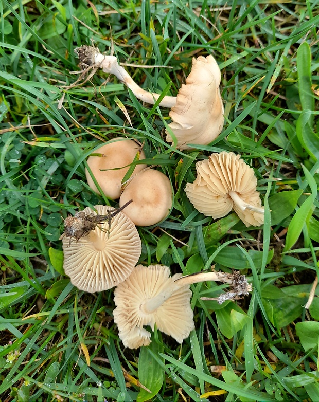 tanečnica poľná Marasmius oreades (Bolton) Fr.