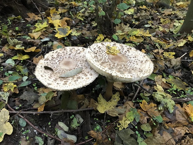 bedľa vysoká Macrolepiota procera (Scop.) Singer